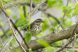 Image of Northern Waterthrush