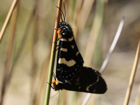 Imagem de Phalaenoides tristifica Hb. 1819