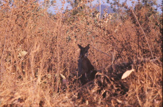 Image of Agile Wallaby