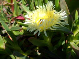 Imagem de Carpobrotus edulis (L.) N. E. Br.