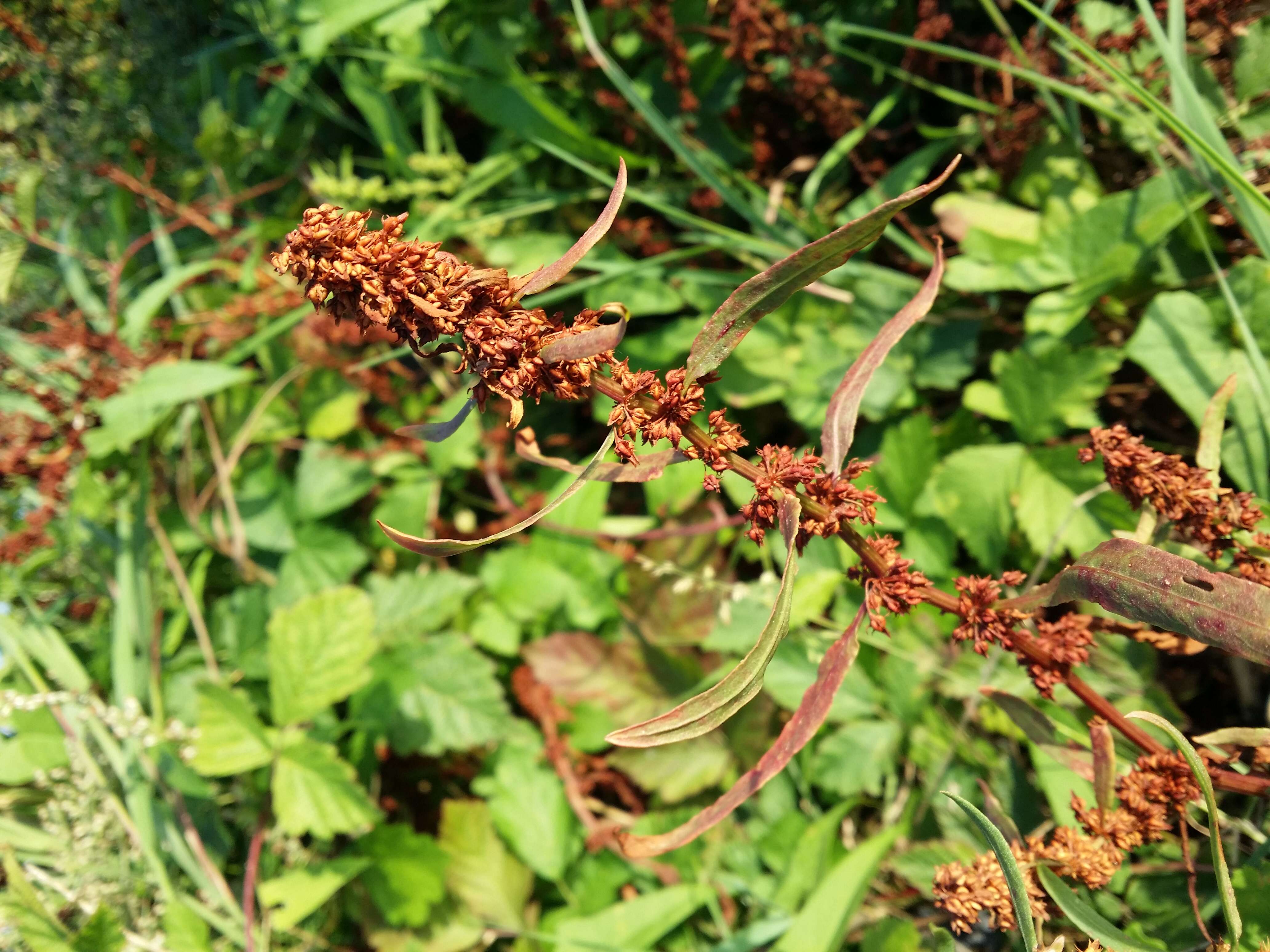 Rumex palustris Sm. resmi