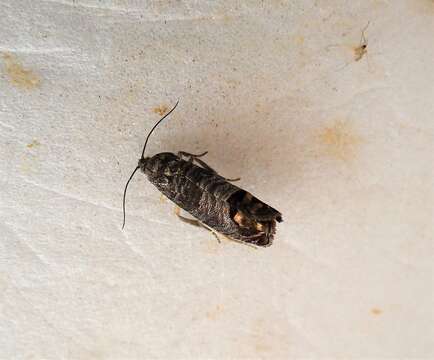 Image of codling moth