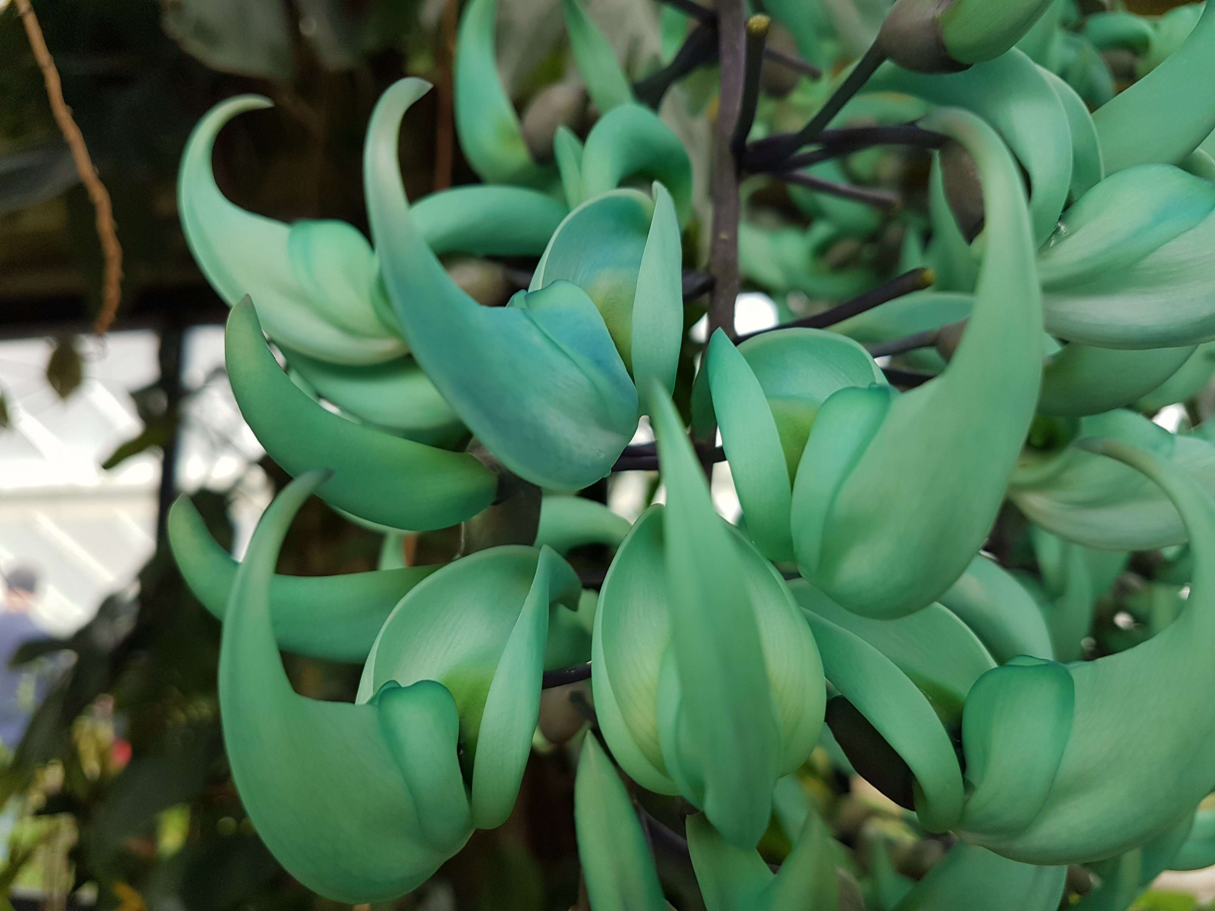 Image of Jade Vine