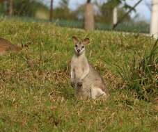 Image of Agile Wallaby