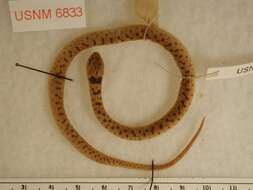 Image of Western Cat-eyed Snake