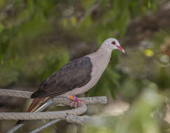 Image of Pink Pigeon