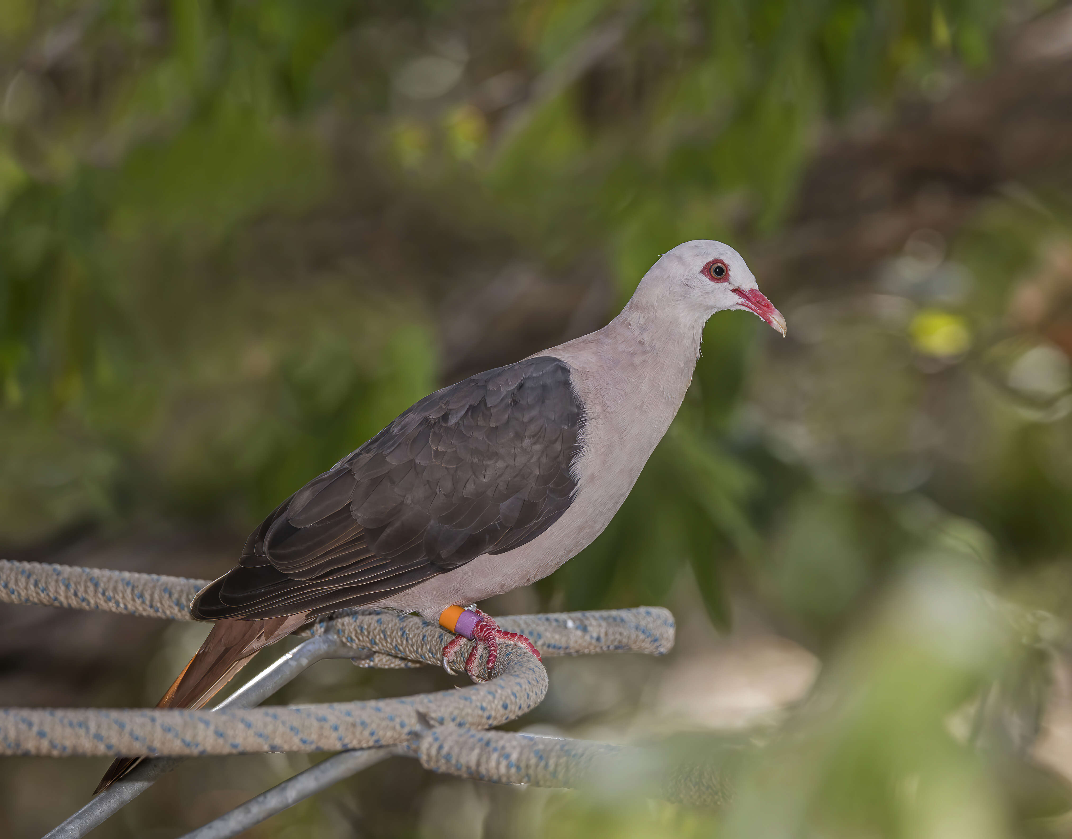 Image of Pink Pigeon