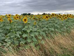 Image de tournesol