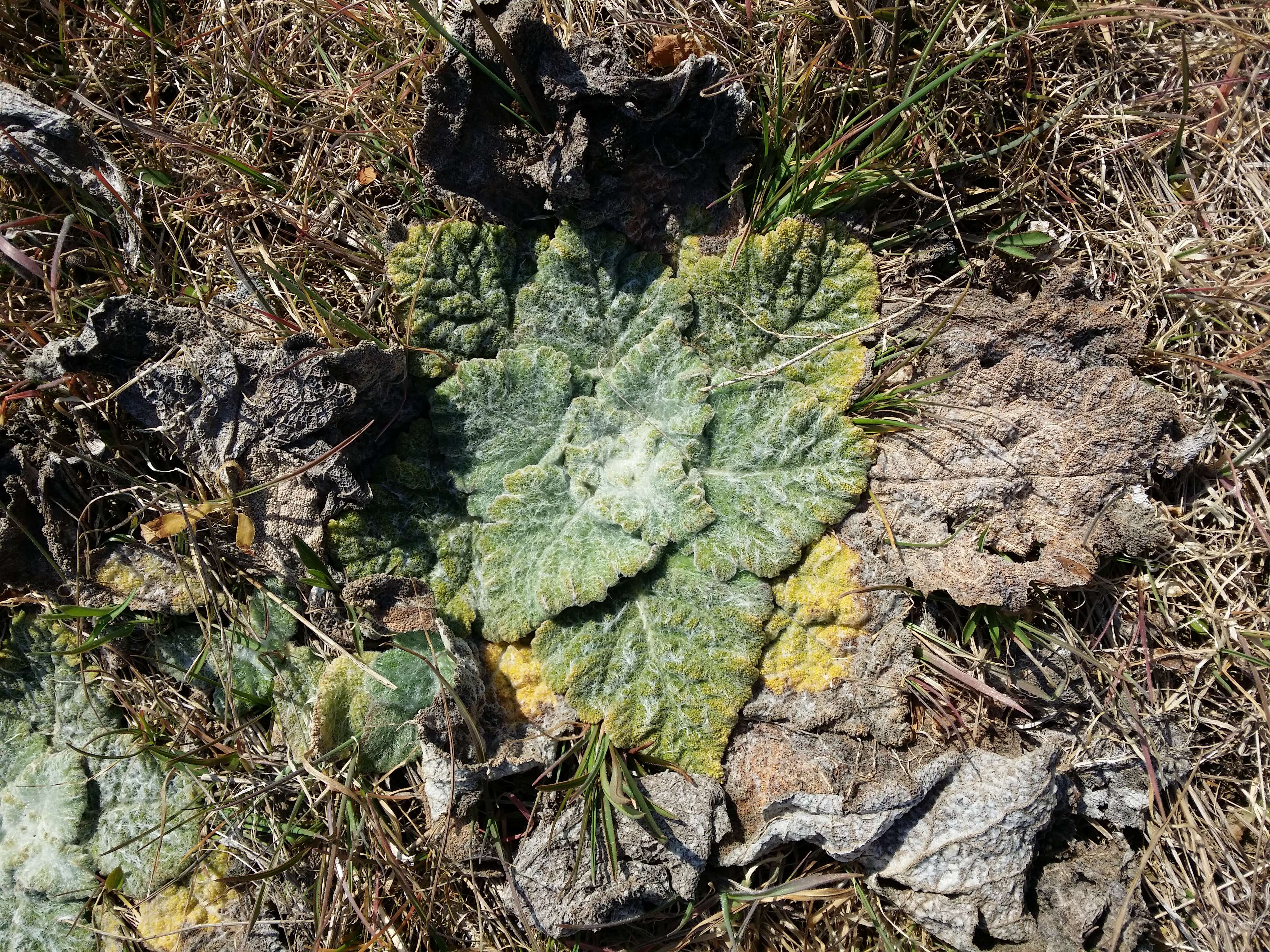 Sivun Salvia aethiopis L. kuva