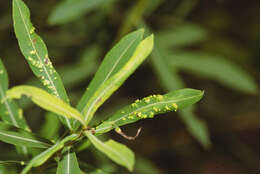 Image of Aculus