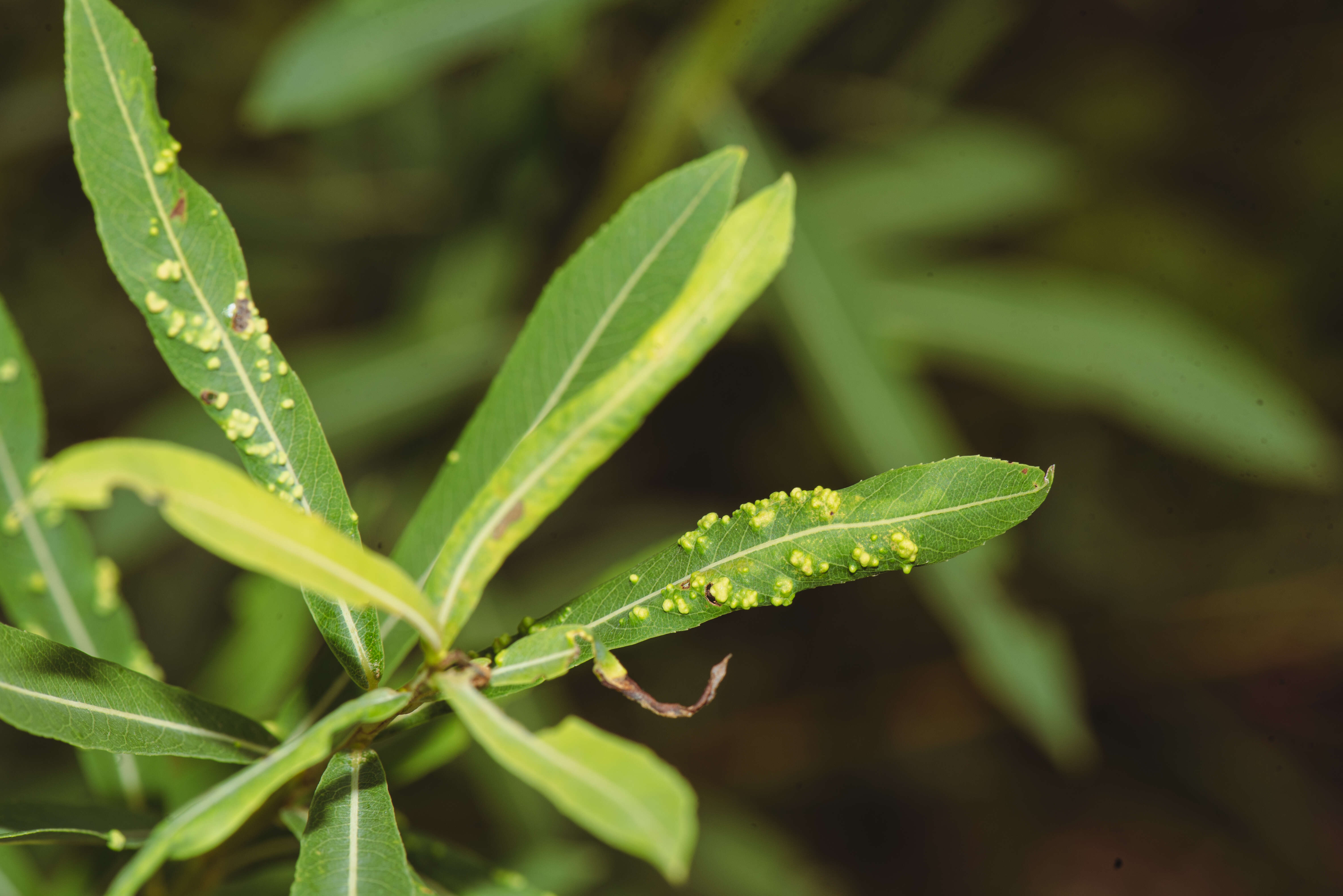 Image of Aculus