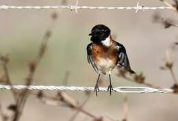 Image of African Stonechat