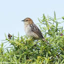 Слика од Cisticola aberdare Lynes 1930