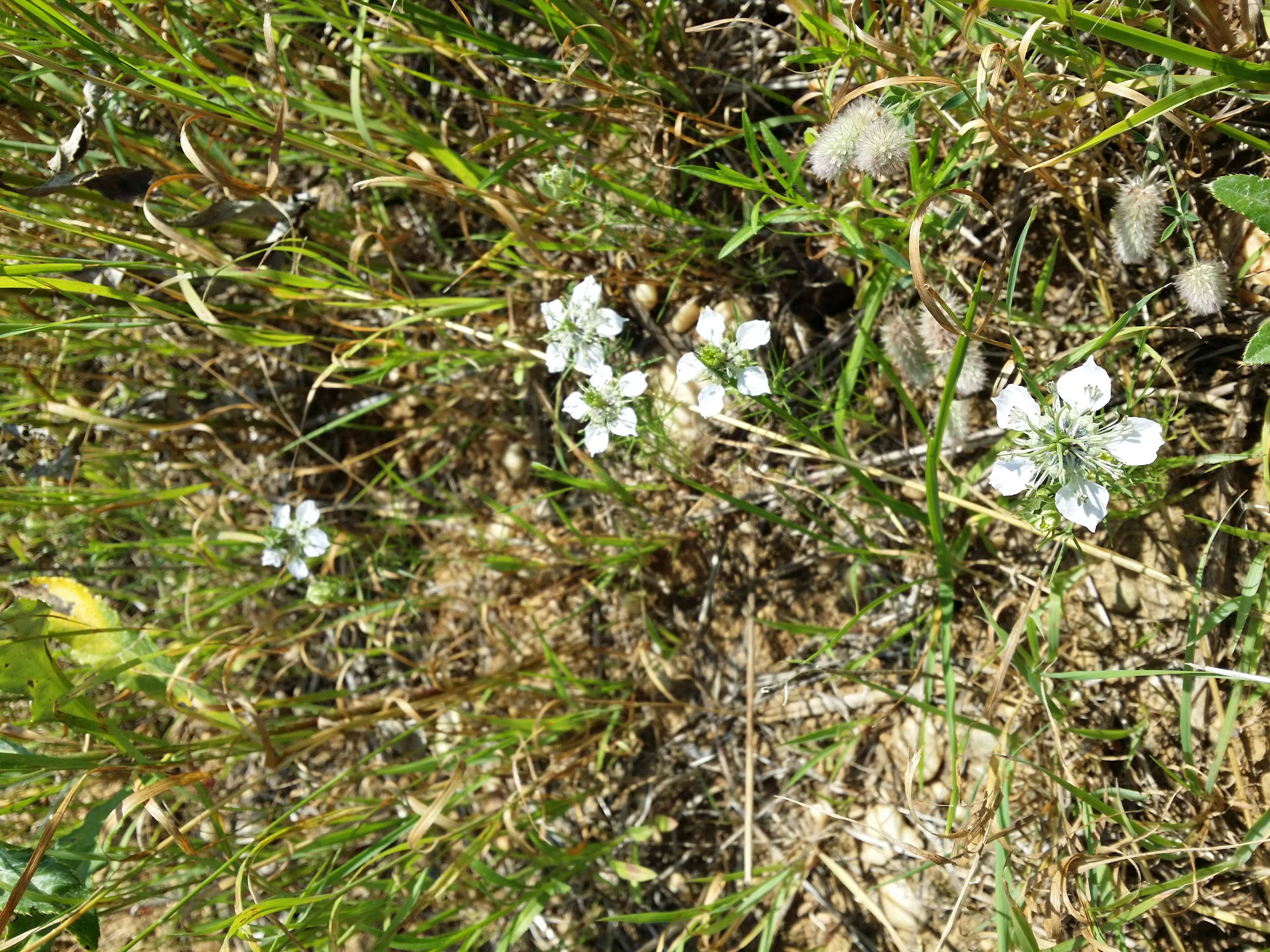 Nigella arvensis L. resmi