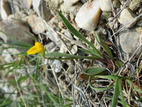 Plancia ëd Scorpiurus muricatus L.