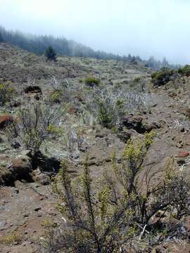 Image of alpine mirrorplant