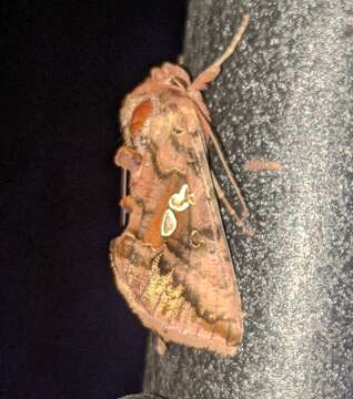 Image of Two-spotted Looper Moth, Twin Gold Spot