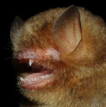 Image of Papillose woolly bat