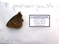 Image de Erebia jeniseiensis Trybom 1877