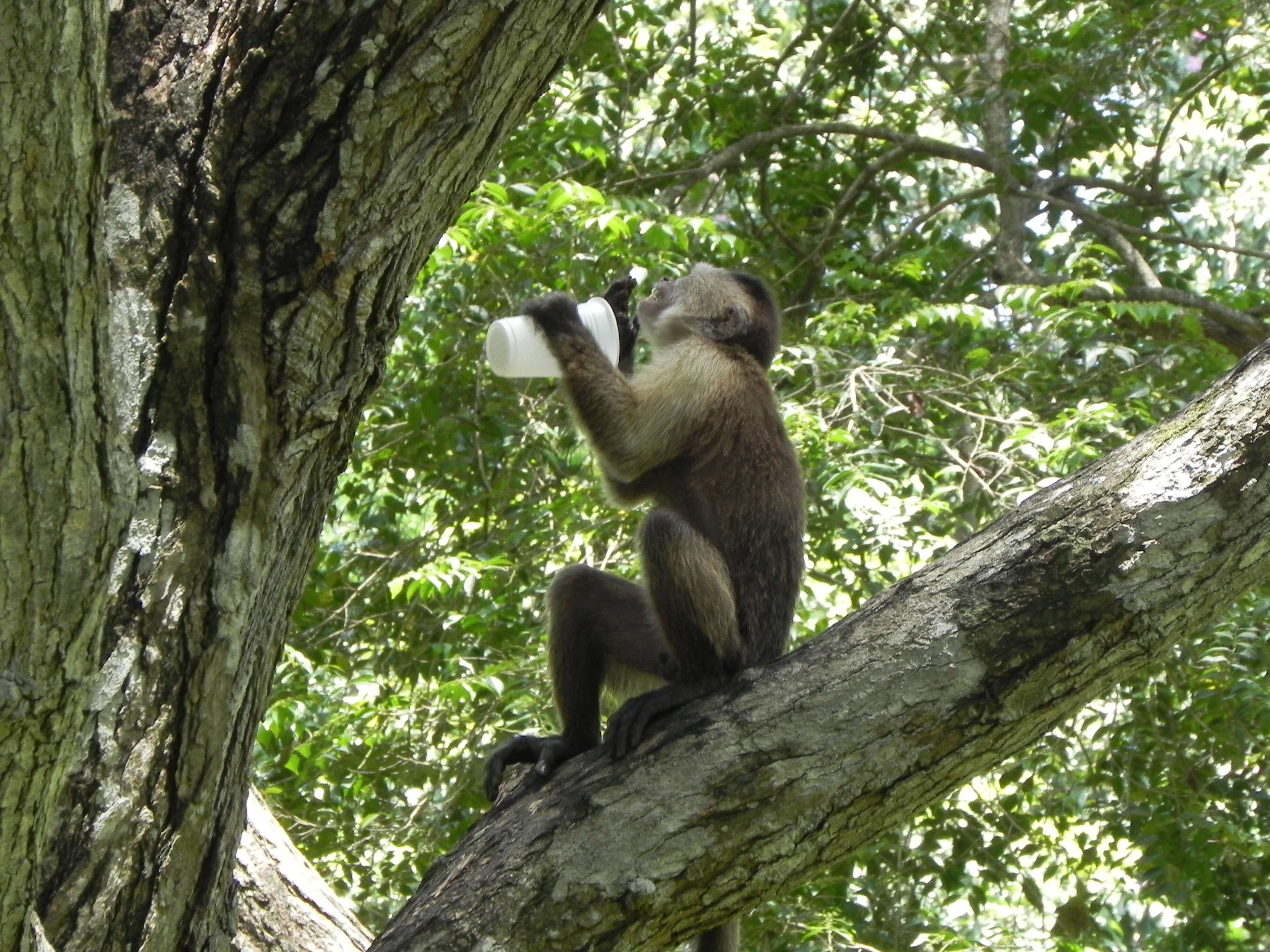 Image of Brown weeper capuchin