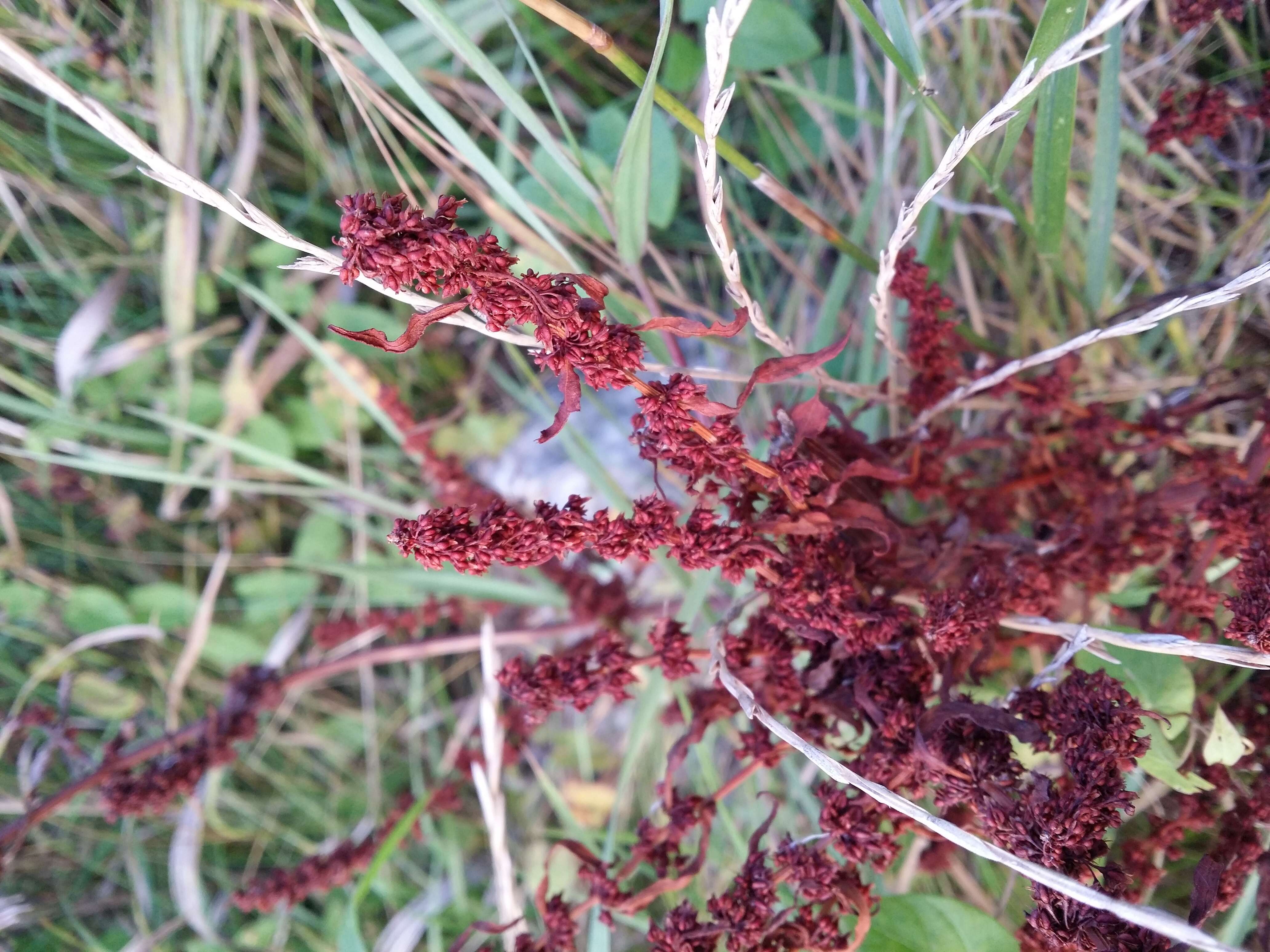 Rumex palustris Sm. resmi