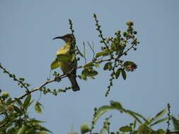 Image of Purple Sunbird