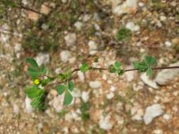 Слика од Medicago truncatula Gaertn.