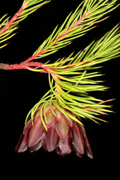 Image of Protea nana (Berg.) Thunb.