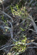 Image de Drosera erythrogyne N. Marchant & Lowrie