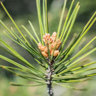 Image of Aleppo Pine
