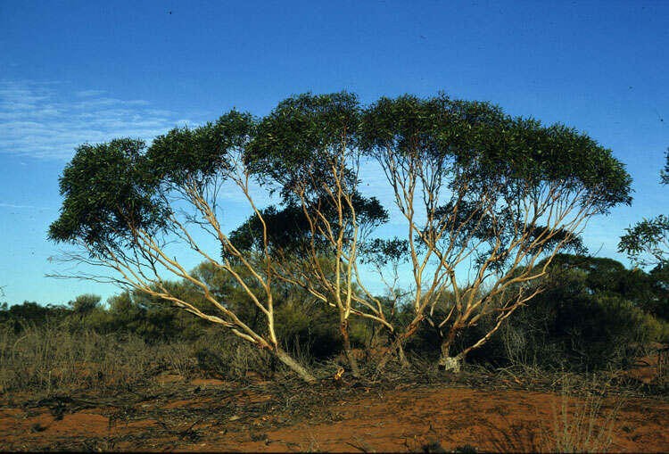 Image of Eucalyptus eremicola Boomsma