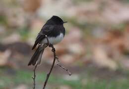 Image of Eastern Phoebe