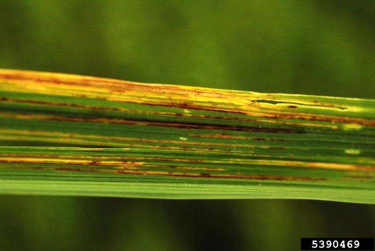 Plancia ëd Xanthomonas translucens