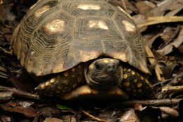 Image of Yellow-footed Tortoise