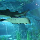 Image of Pitted Stingray