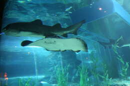 Image of Pitted Stingray