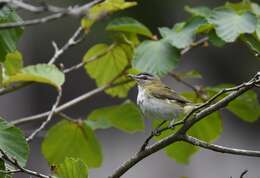 Image of Red-eyed Vireo