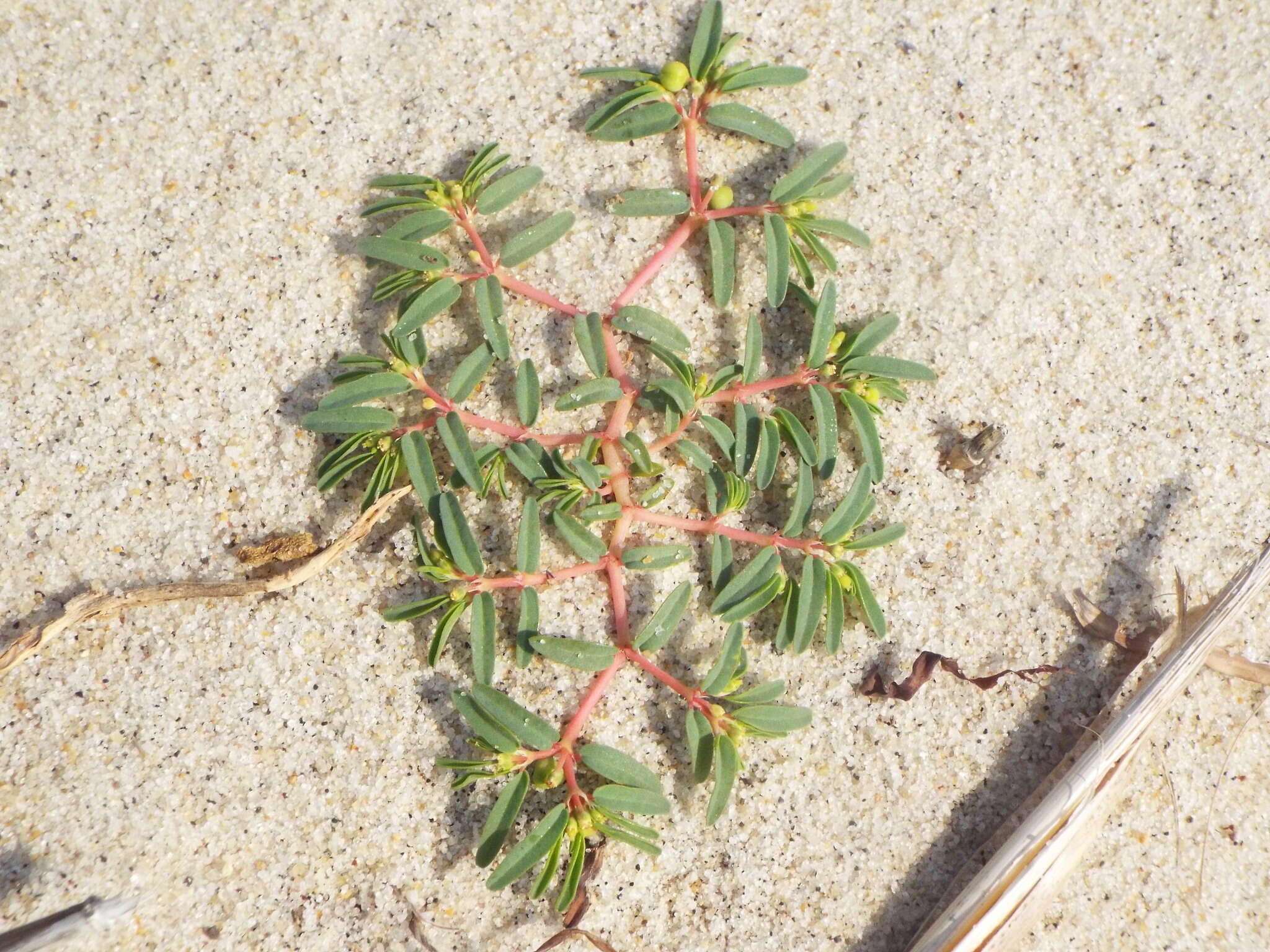 صورة Euphorbia polygonifolia L.