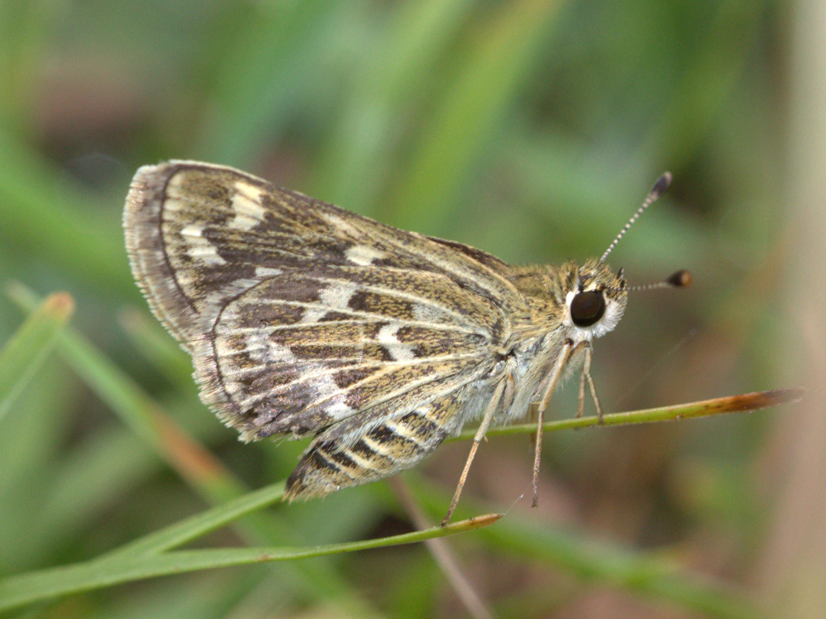 Image of Grey-veined Grass Dart