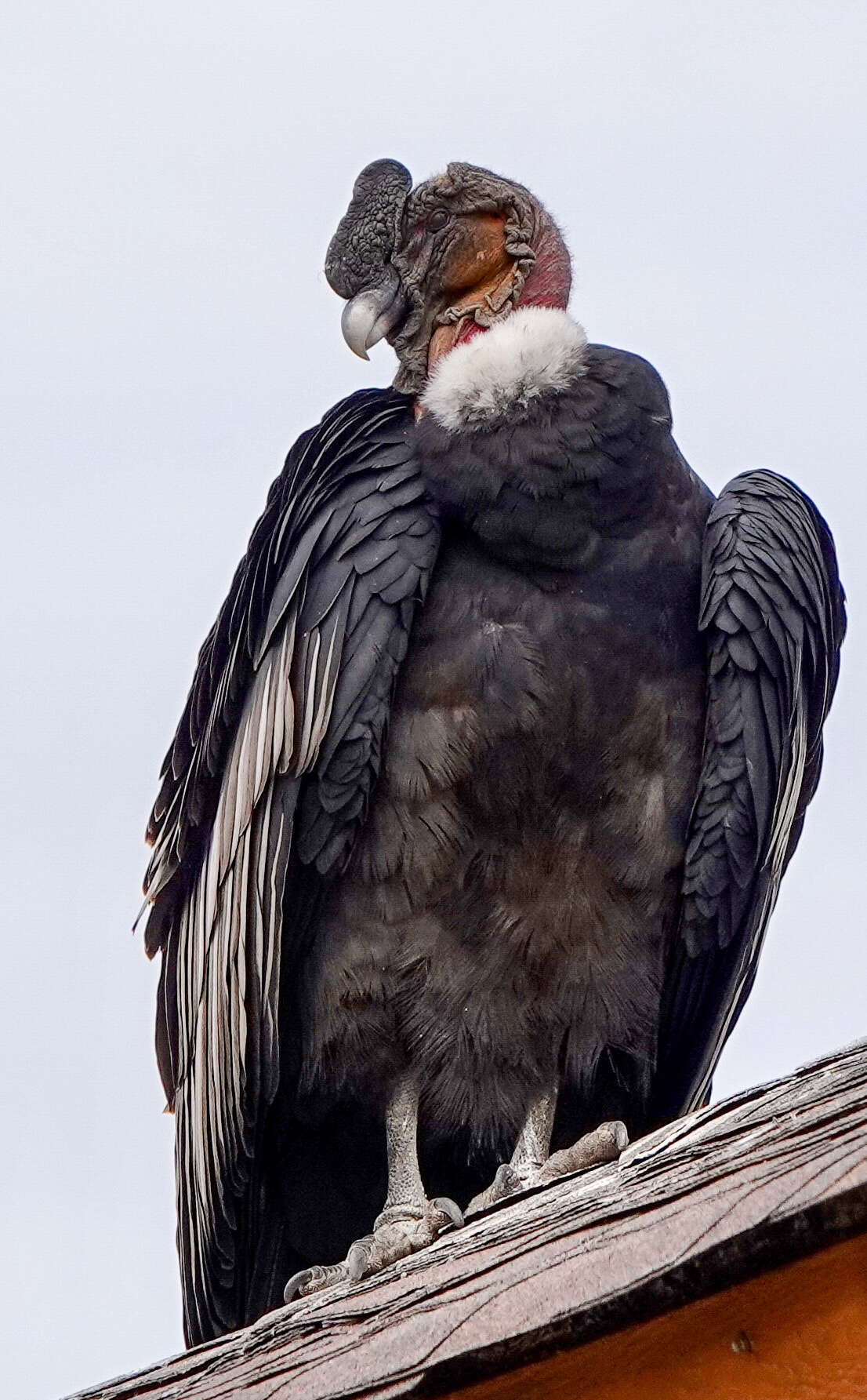 Image of Vultur Linnaeus 1758