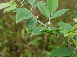 Image of Dendrolobium triangulare (Retz.) Schindl.