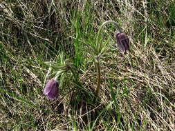 Image of Small Pasque Flower