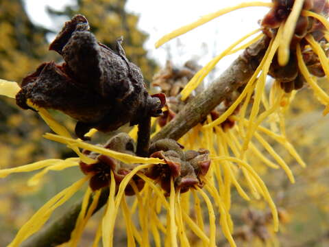 Imagem de Hamamelis mollis Oliv.