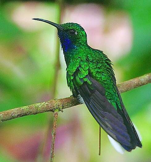 Image of White-tailed Sabrewing