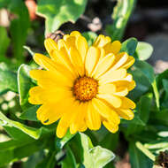 Image of pot marigold