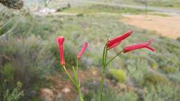 Image of Baja bush snapdragon