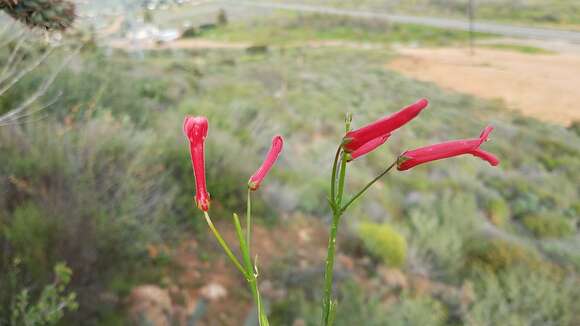 Sivun Gambelia juncea (Benth.) D. A. Sutton kuva