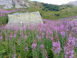 Image of Narrow-Leaf Fireweed