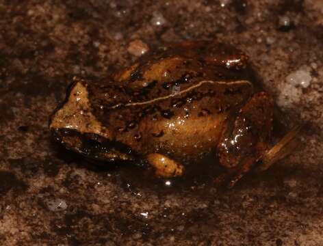 Image of De Villier’s Moss Frog