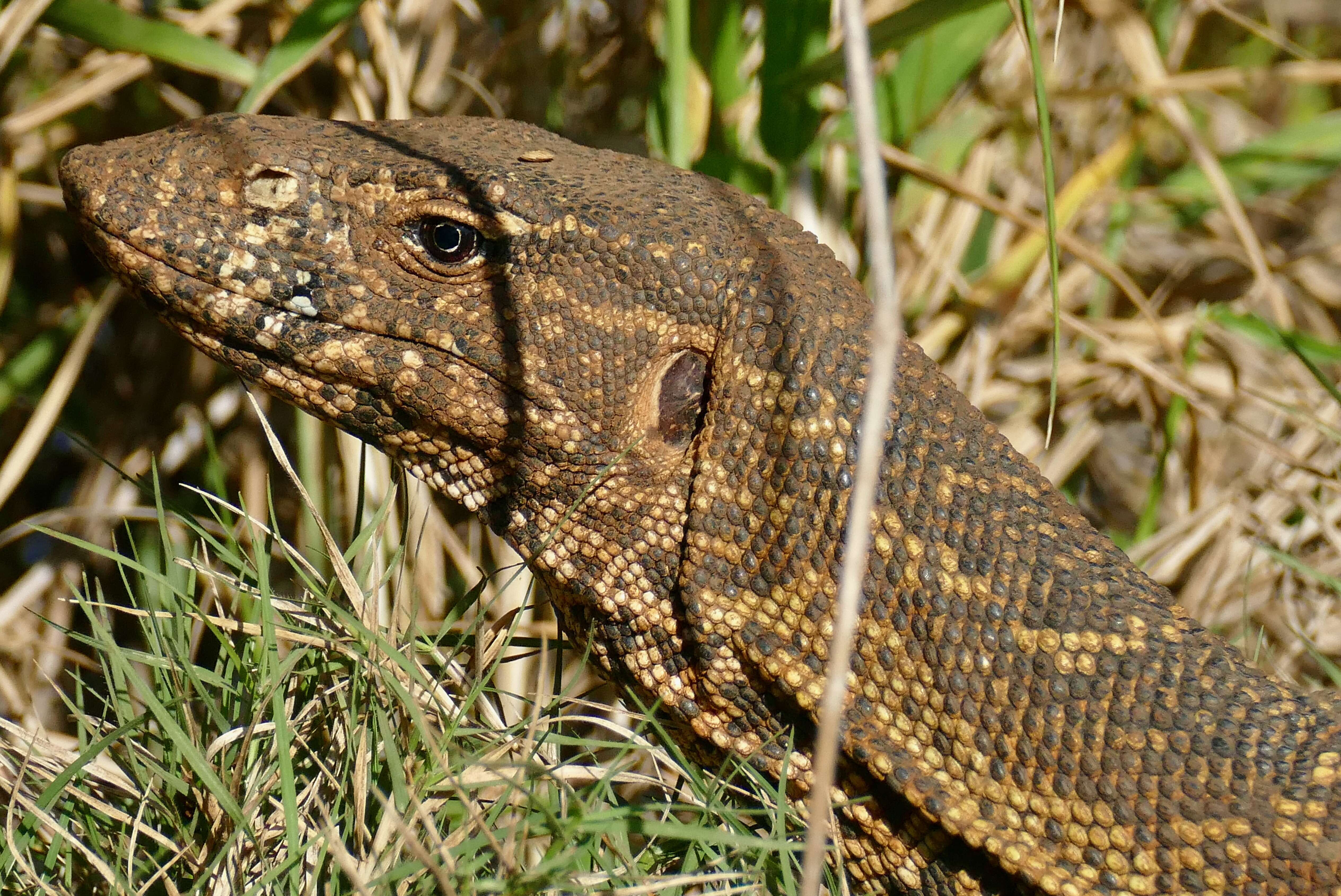 Image of Varanus niloticus